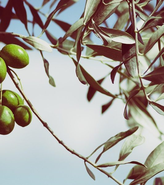 Tradition und Ursprung der Olivenbauern Portugals