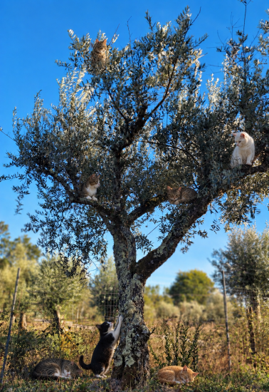 Die Sieben Katzen Olivenbaum Patenschaft