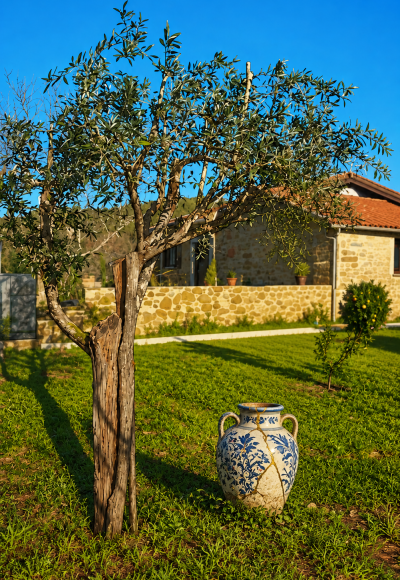 Olive Tree Adoption „The Unbroken" in Portugal
