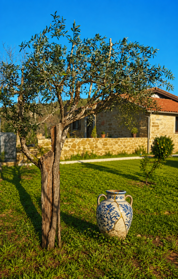 Olive Tree Adoption „The Unbroken" in Portugal