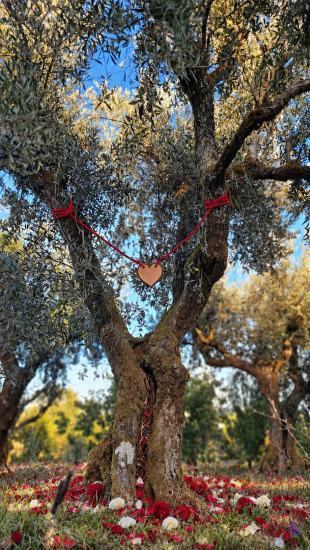 Ewige Liebe Olivenbaum Patenschaft Origem Portugal