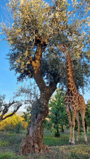 Olivenbaum-Patenschaft Die Giraffe