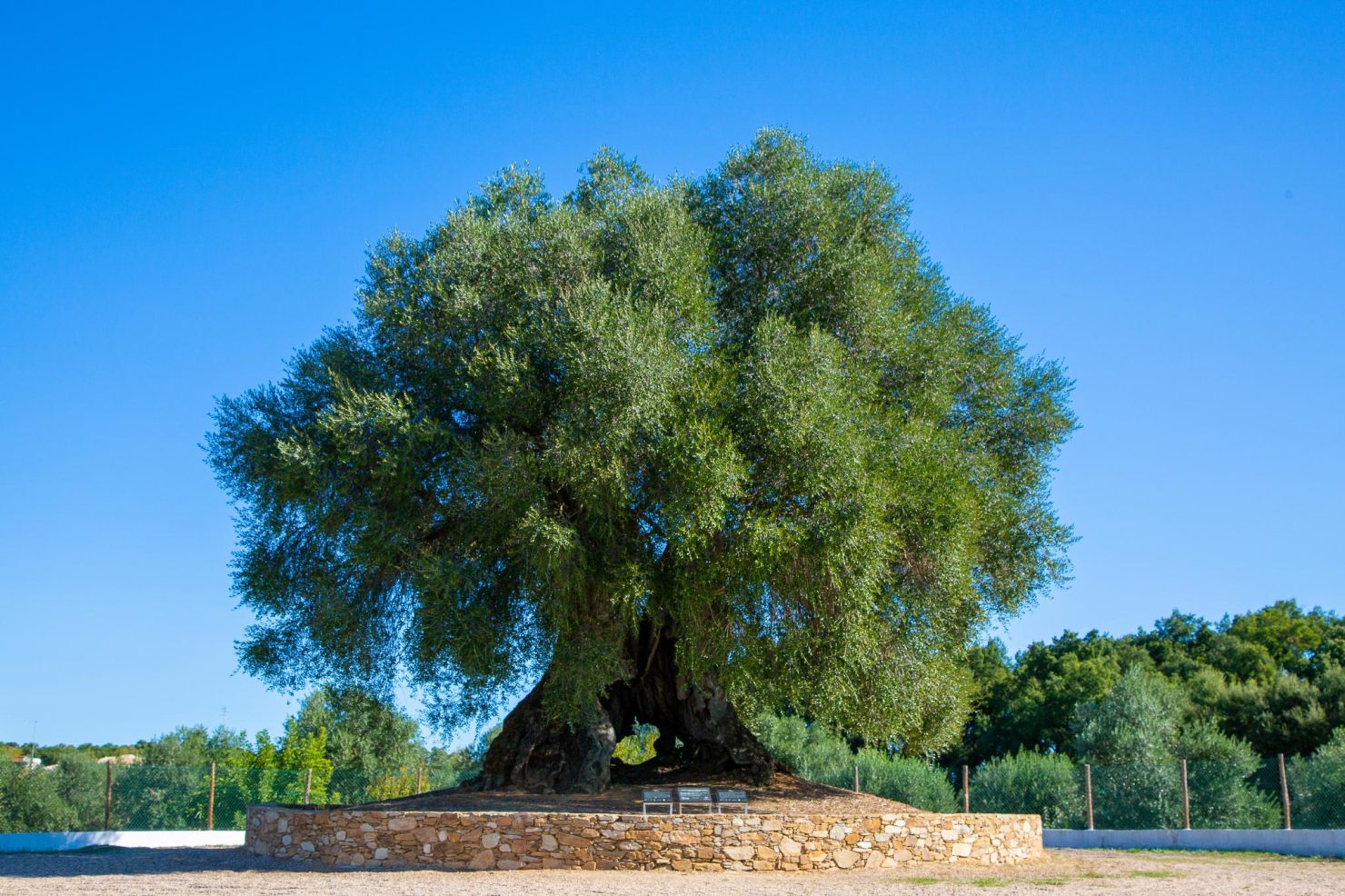 Olive tree in portugal - more than 3000 years old
