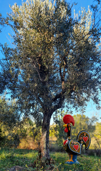 Olivenbaum Patenschaft Barcelos
