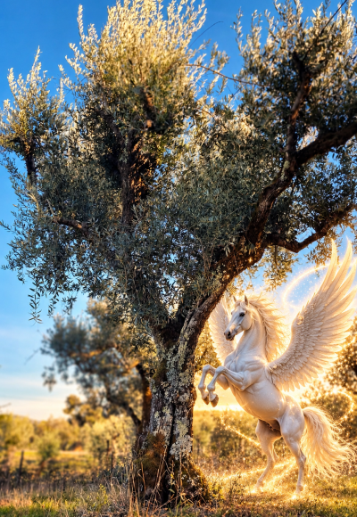 Olive Tree Adoption Pegasus