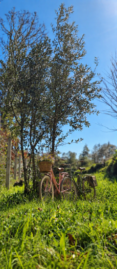 Olive Tree Adoption „Together Along the Way