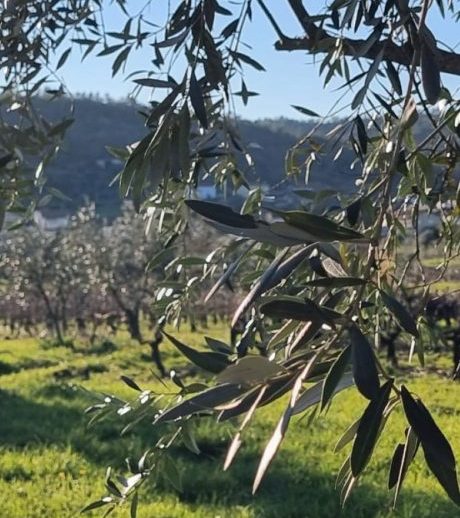 Ausgewogene Aromen, rund, fein und natürlich würzig. Entfaltet seinen Geschmack nach naturbelassenen Oliven der Sorte Galega.