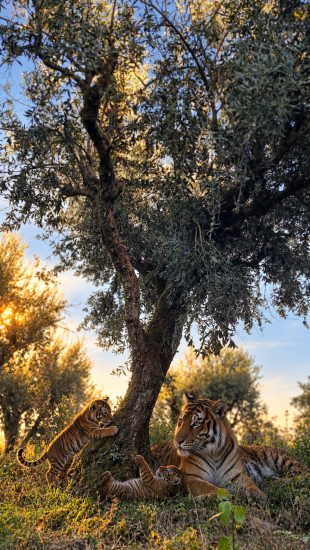 Tigresa apadrinhamento de oliveira Origem Portugal
