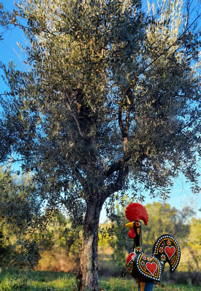 Olivenbaum Patenschaft Barcelos