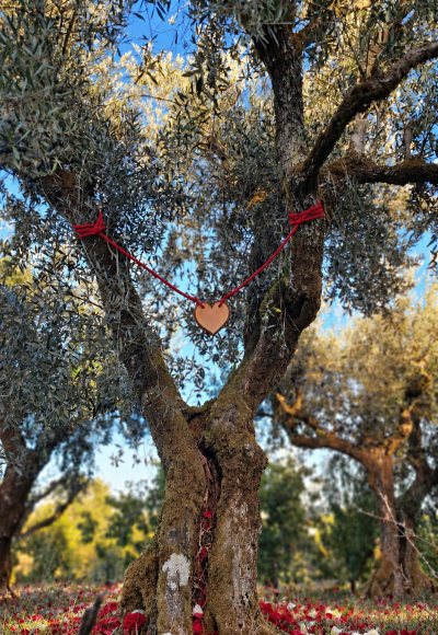 Ewige Liebe Olivenbaum Patenschaft Origem Portugal