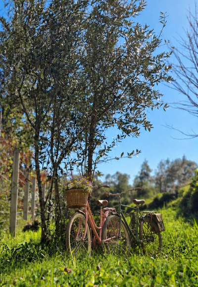 Olive Tree Adoption „Together Along the Way