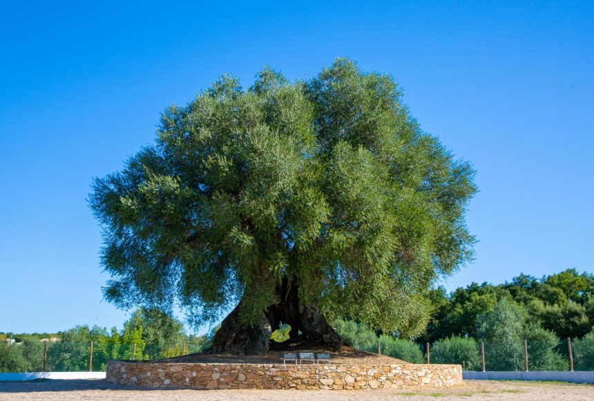 Discover the Oliveira do Mouchão near Abrantes, one of Portugal's oldest known trees. Estimated at around 3,350 years old, this remarkable olive tree is still alive and producing olives today.