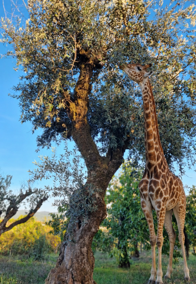 Olivenbaum-Patenschaft Die Giraffe
